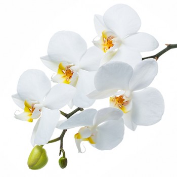 Стол обеденный Танго белый/Орхидея в Кошурниково - koshurnikovo.mebel54.com | фото